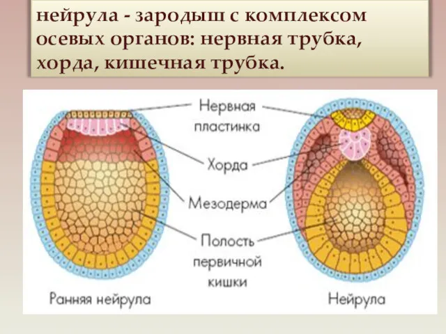 нейрула - зародыш с комплексом осевых органов: нервная трубка, хорда, кишечная трубка.