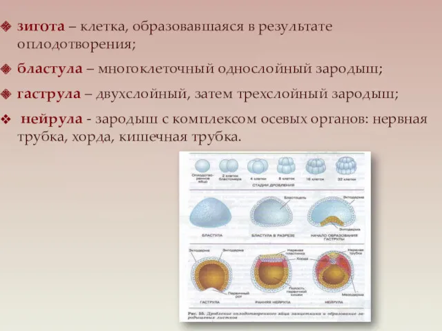 зигота – клетка, образовавшаяся в результате оплодотворения; бластула – многоклеточный