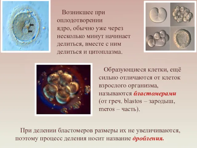 Возникшее при оплодотворении ядро, обычно уже через несколько минут начинает