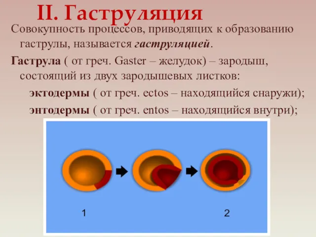 Совокупность процессов, приводящих к образованию гаструлы, называется гаструляцией. Гаструла (