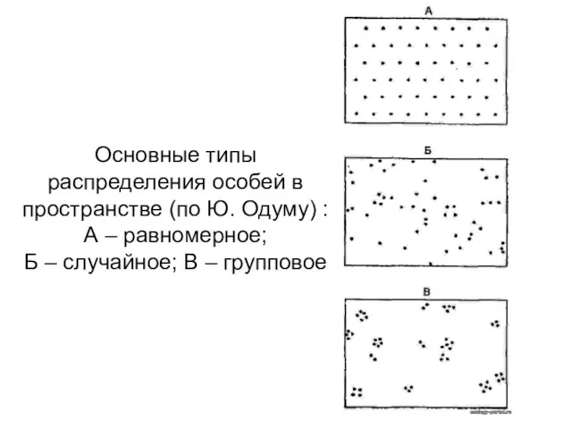 Основные типы распределения особей в пространстве (по Ю. Одуму) :