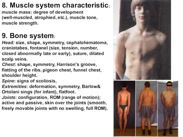 8. Muscle system characteristic: muscle mass: degree of development (well-muscled, atrophied, etc.), muscle