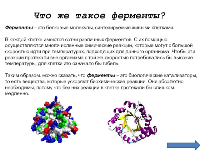 Что же такое ферменты? Ферменты – это белковые молекулы, синтезируемые живыми клетками. В