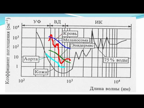 Спектры коэффициентов поглощения различных биотканей, иллюстрирующие существование окна прозрачности (из Квантовая электроника, 32(10), 2002).