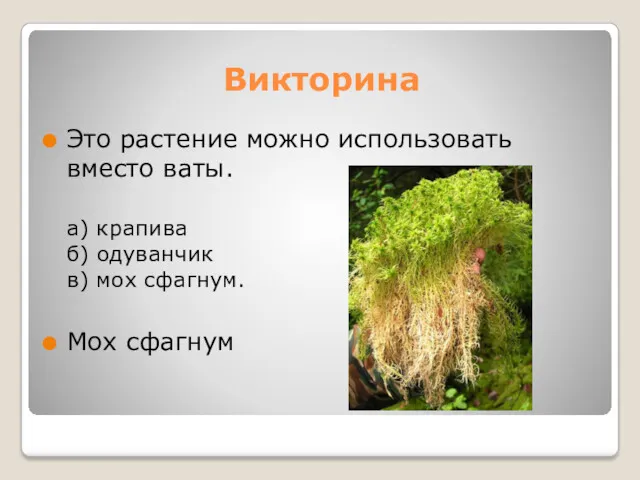 Викторина Это растение можно использовать вместо ваты. а) крапива б) одуванчик в) мох сфагнум. Мох сфагнум