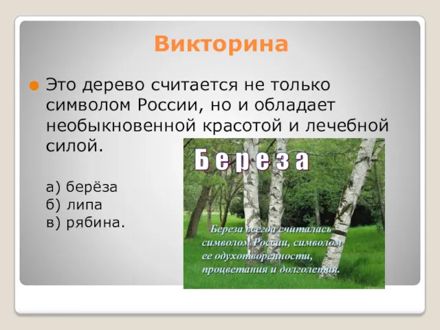 Викторина Это дерево считается не только символом России, но и обладает необыкновенной красотой