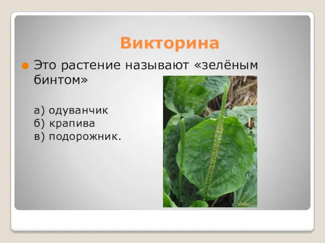 Викторина Это растение называют «зелёным бинтом» а) одуванчик б) крапива в) подорожник.