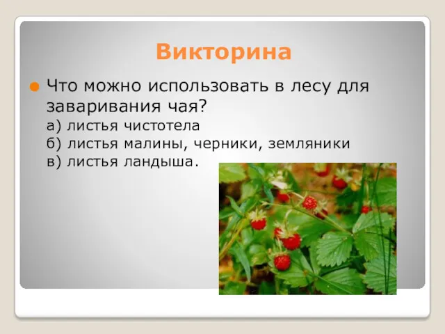 Викторина Что можно использовать в лесу для заваривания чая? а) листья чистотела б)