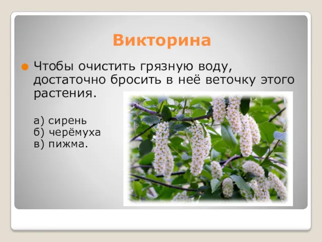 Викторина Чтобы очистить грязную воду, достаточно бросить в неё веточку