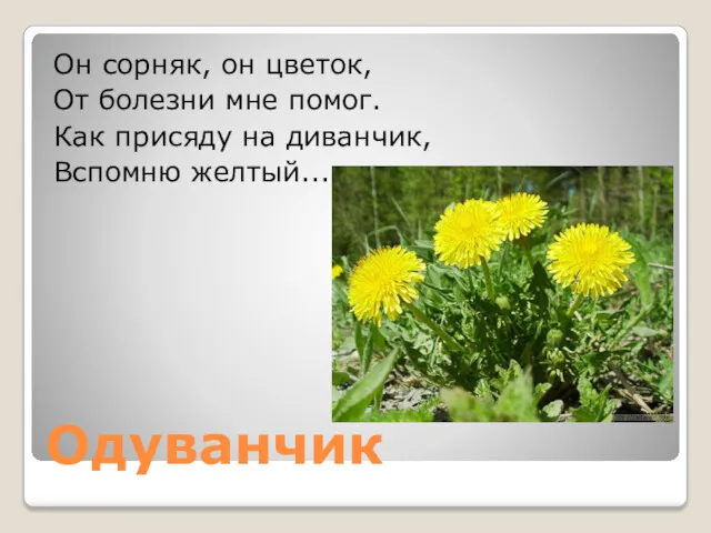 Одуванчик Он сорняк, он цветок, От болезни мне помог. Как присяду на диванчик, Вспомню желтый...