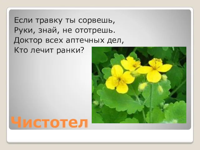 Чистотел Если травку ты сорвешь, Руки, знай, не ототрешь. Доктор всех аптечных дел, Кто лечит ранки?