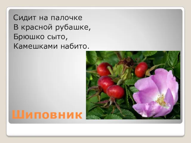 Шиповник Сидит на палочке В красной рубашке, Брюшко сыто, Камешками набито.