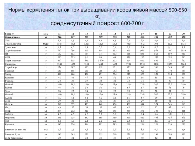 Нормы кормления телок при выращивании коров живой массой 500-550 кг, среднесуточный прирост 600-700 г