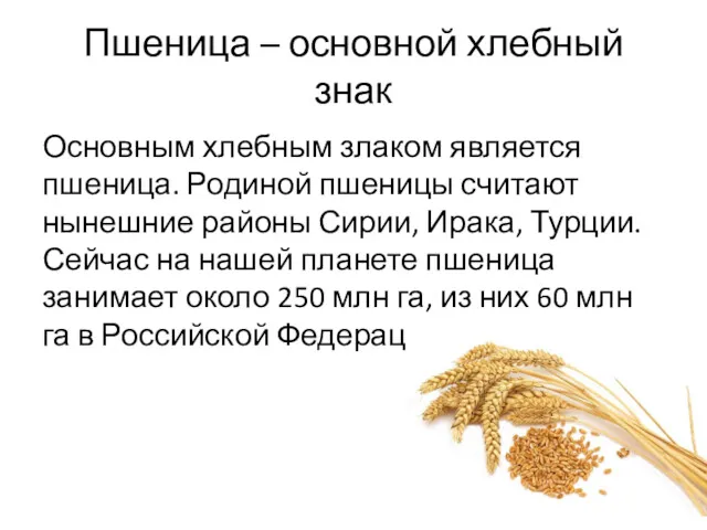 Пшеница – основной хлебный знак Основным хлебным злаком является пшеница. Родиной пшеницы считают