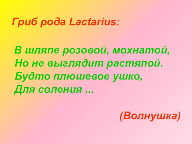 Гриб рода Lactarius: В шляпе розовой, мохнатой, Но не выглядит