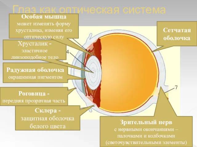 Глаз как оптическая система Склера - защитная оболочка белого цвета