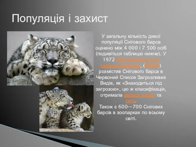 Популяція і захист У загальну кількість дикої популяції Снігового барса