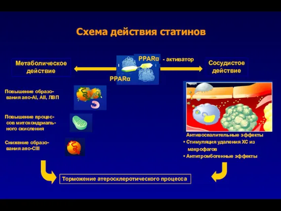 Схема действия статинов PPARα PPARα - активатор Сосудистое действие Метаболическое