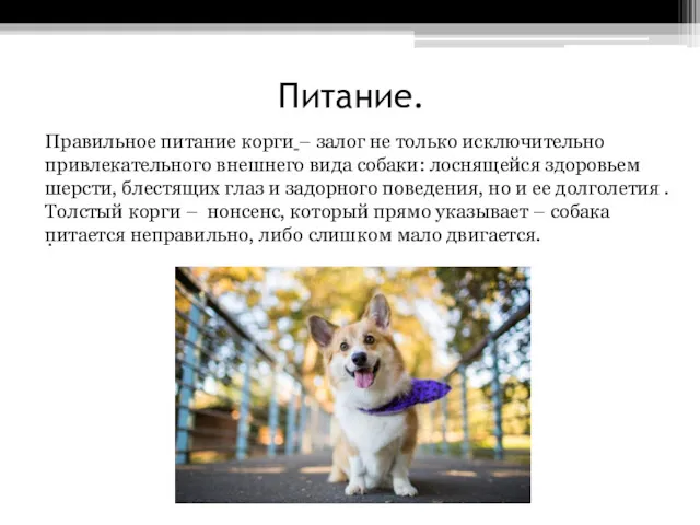 Питание. . Правильное питание корги – залог не только исключительно