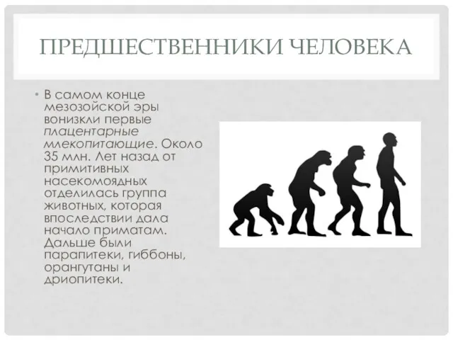 ПРЕДШЕСТВЕННИКИ ЧЕЛОВЕКА В самом конце мезозойской эры вонизкли первые плацентарные