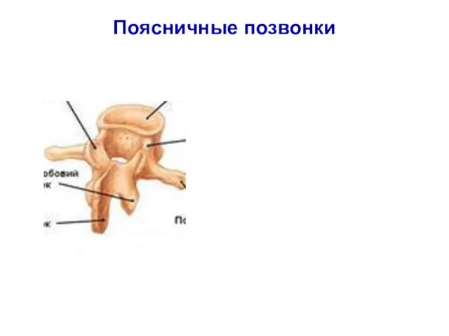 Поясничные позвонки