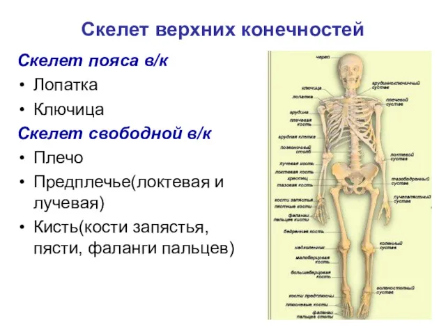 Скелет верхних конечностей Скелет пояса в/к Лопатка Ключица Скелет свободной в/к Плечо Предплечье(локтевая