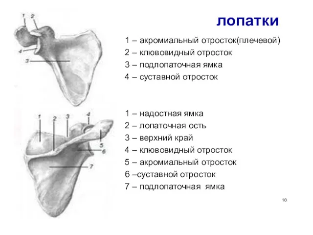 лопатки 1 – акромиальный отросток(плечевой) 2 – клювовидный отросток 3 – подлопаточная ямка