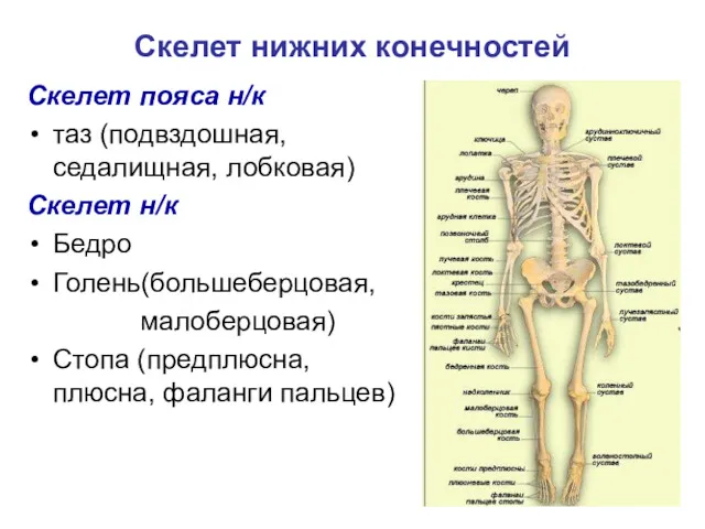 Скелет нижних конечностей Скелет пояса н/к таз (подвздошная, седалищная, лобковая) Скелет н/к Бедро