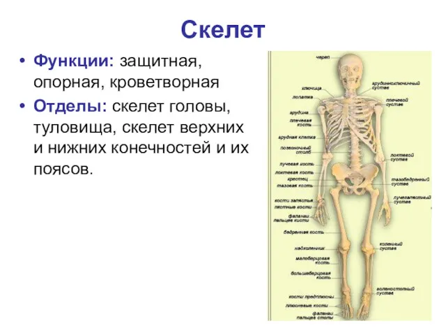 Скелет Функции: защитная, опорная, кроветворная Отделы: скелет головы, туловища, скелет верхних и нижних