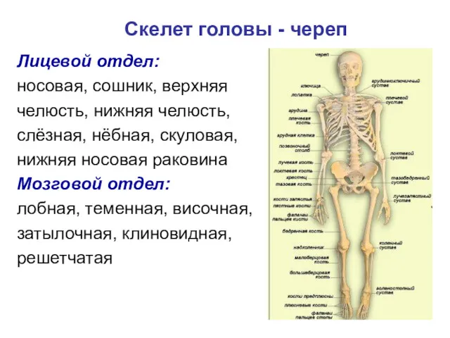 Скелет головы - череп Лицевой отдел: носовая, сошник, верхняя челюсть, нижняя челюсть, слёзная,