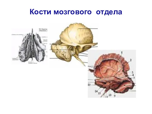 Кости мозгового отдела