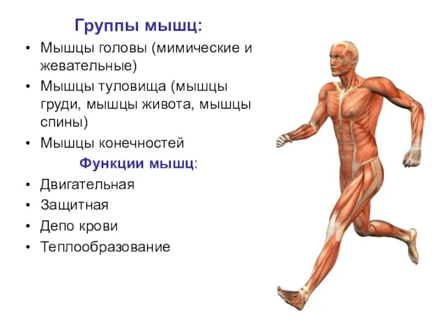 Группы мышц: Мышцы головы (мимические и жевательные) Мышцы туловища (мышцы груди, мышцы живота,