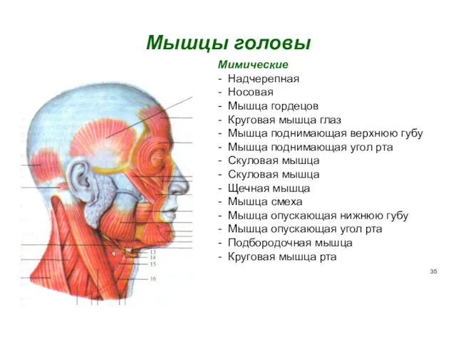 Мышцы головы Мимические - Надчерепная - Носовая - Мышца гордецов - Круговая мышца