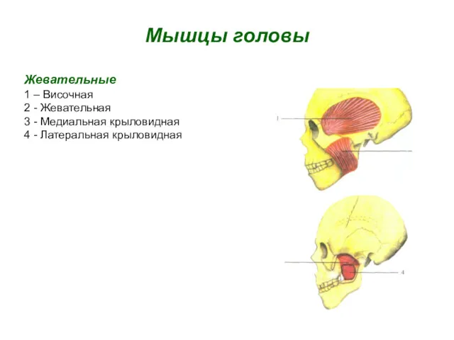 Мышцы головы Жевательные 1 – Височная 2 - Жевательная 3 - Медиальная крыловидная