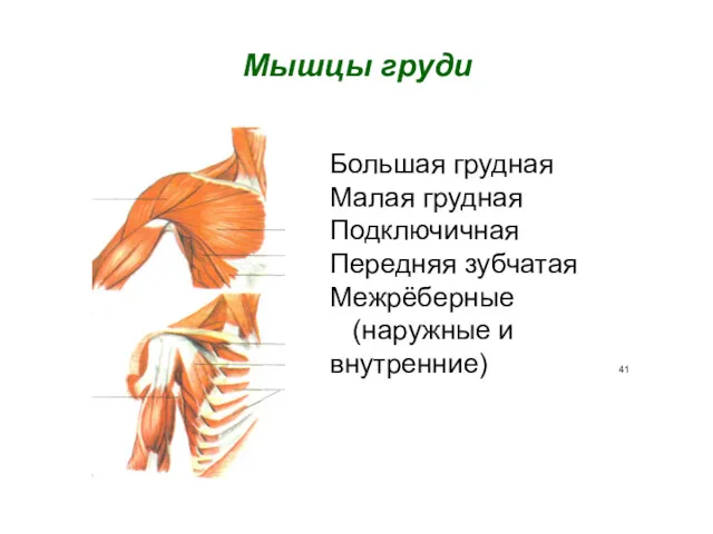 Мышцы груди Большая грудная Малая грудная Подключичная Передняя зубчатая Межрёберные (наружные и внутренние) 41
