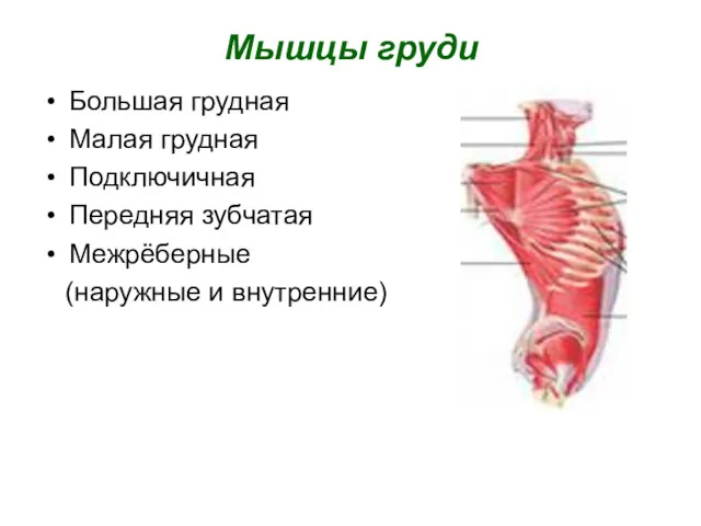 Мышцы груди Большая грудная Малая грудная Подключичная Передняя зубчатая Межрёберные (наружные и внутренние)