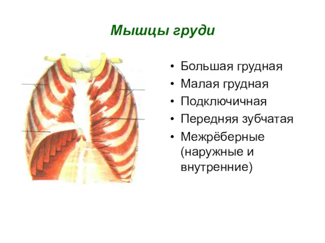 Мышцы груди Большая грудная Малая грудная Подключичная Передняя зубчатая Межрёберные(наружные и внутренние)