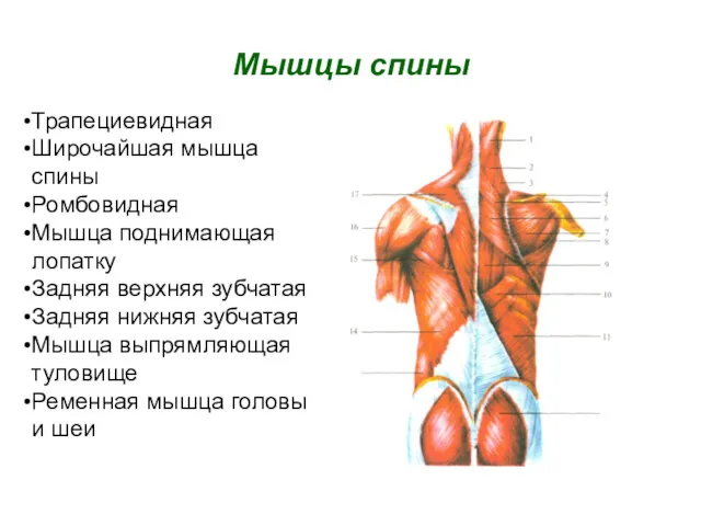 Мышцы спины Трапециевидная Широчайшая мышца спины Ромбовидная Мышца поднимающая лопатку Задняя верхняя зубчатая