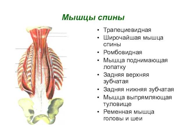Мышцы спины Трапециевидная Широчайшая мышца спины Ромбовидная Мышца поднимающая лопатку