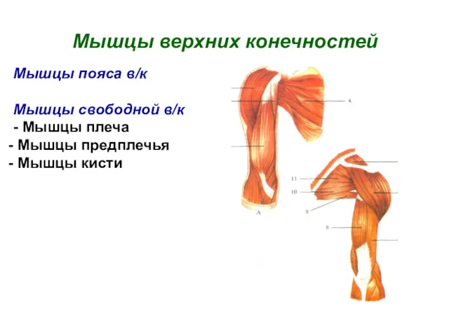 Мышцы верхних конечностей Мышцы пояса в/к Мышцы свободной в/к - Мышцы плеча Мышцы предплечья Мышцы кисти
