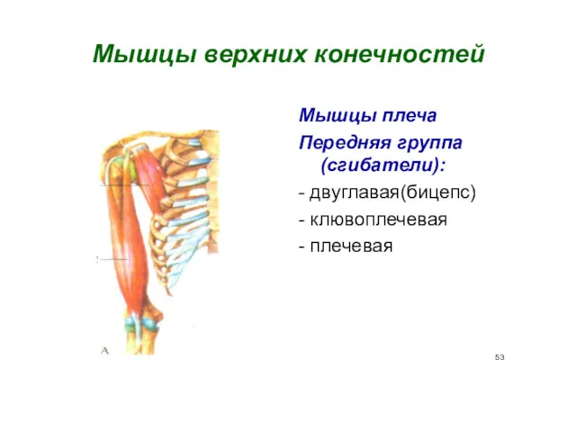 Мышцы верхних конечностей Мышцы плеча Передняя группа (сгибатели): - двуглавая(бицепс) - клювоплечевая - плечевая 53