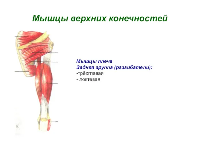 Мышцы верхних конечностей Мышцы плеча Задняя группа (разгибатели): -трёхглавая - локтевая