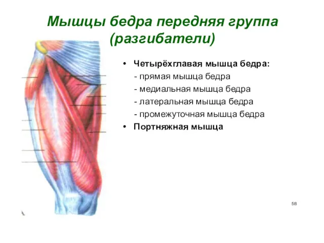 Мышцы бедра передняя группа (разгибатели) Четырёхглавая мышца бедра: - прямая мышца бедра -