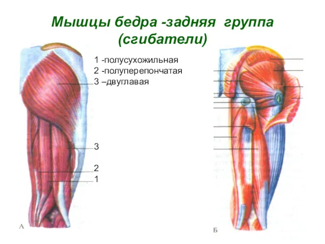 Мышцы бедра -задняя группа(сгибатели) 1 -полусухожильная 2 -полуперепончатая 3 –двуглавая 3 2 1