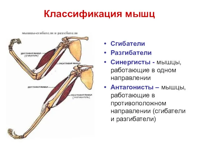 Классификация мышц Сгибатели Разгибатели Синергисты - мышцы, работающие в одном