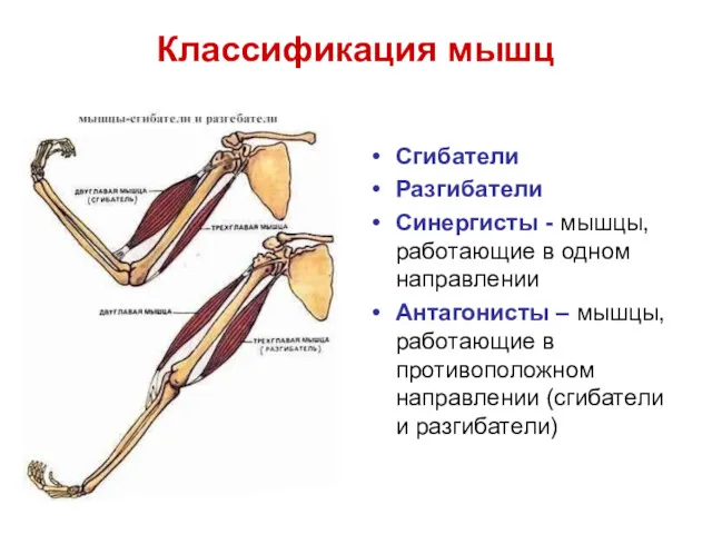 Классификация мышц Сгибатели Разгибатели Синергисты - мышцы, работающие в одном направлении Антагонисты –