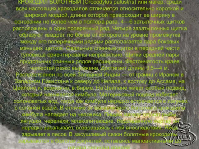 КРОКОДИЛ БОЛОТНЫЙ (Crocodylus palustris) или магер, среди всех настоящих крокодилов отличается относительно короткой