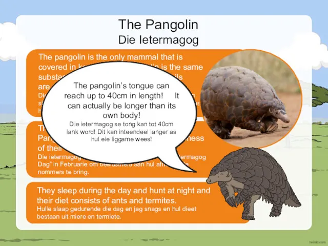 The pangolin has its own day called “World Pangolin Day”