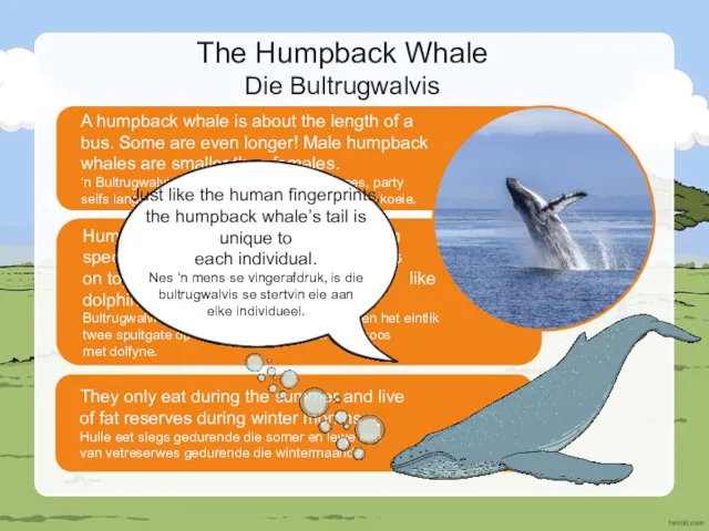 Humpback whales are part of the baleen species and actually