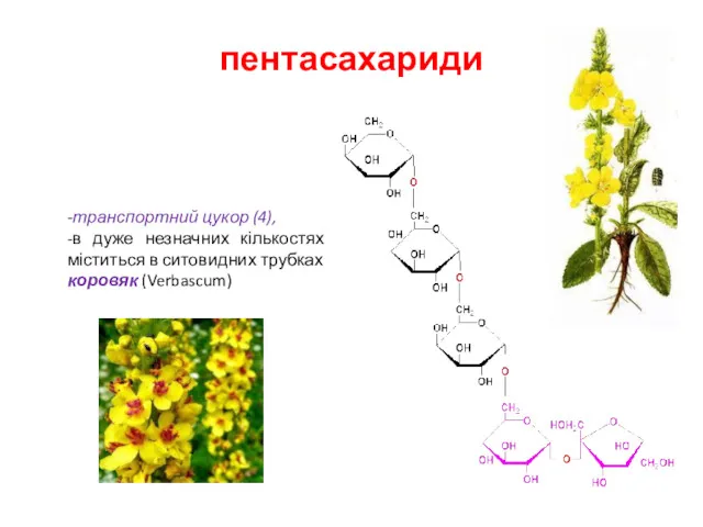 пентасахариди -транспортний цукор (4), -в дуже незначних кількостях міститься в ситовидних трубках коровяк (Verbascum)